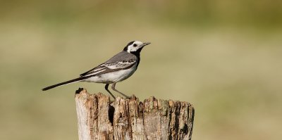 Witte Kwikstaart (White Wagtail)