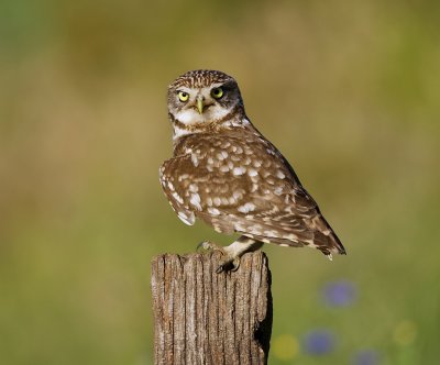 Steenuil (Little Owl)
