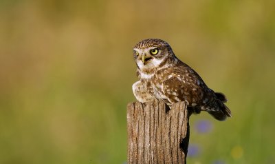 Steenuil (Little Owl)
