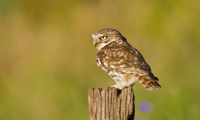 Steenuil (Little Owl)