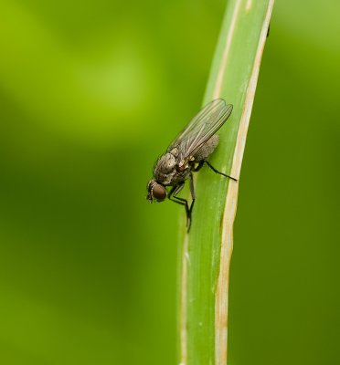 Bloemvlieg sp. (Anthomyiidae sp.) - Muscoidea fly
