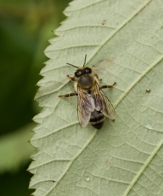Grote Bladsnijder (Megachile willughbiella) - Willughby's leaf-cutter bee 