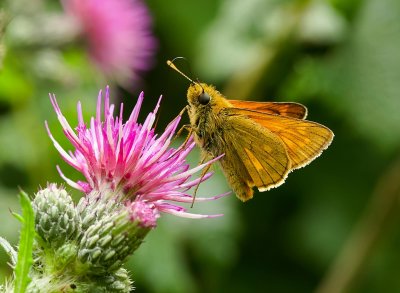Groot Dikkopje (Ochlodes sylvanus) - Large Skipper