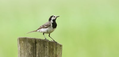 Witte Kwikstaart (White Wagtail)