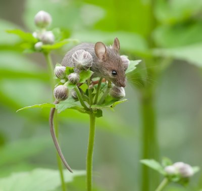 Huismuis (Mus musculus) - House Mouse