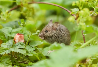 Huismuis (Mus musculus) - House Mouse