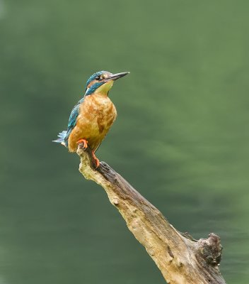 IJsvogel (Common Kingfisher)