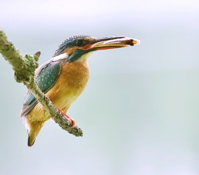 IJsvogel (Common Kingfisher)