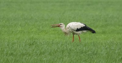 Ooievaar (White Stork)