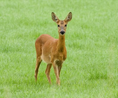 Ree (Roe deer)