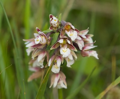 Moeraswespenorchis (Epipactis palustris) - Marsh Helleborine