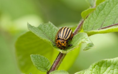 Coloradokever (Leptinotarsa decemlineata) - Colorado Potato Beetle