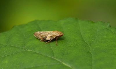Aphrophora alni (European alder spittle bug)