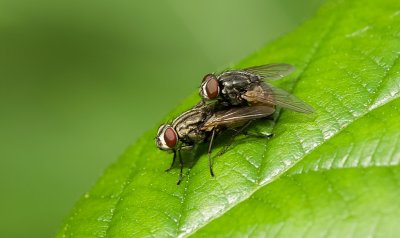 Herfstvliegen (Musca autumnalis) - Face Flies