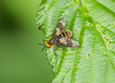 Gewone Goudoogdaas (Chrysops relictus) - Twin-lobed Deerfly