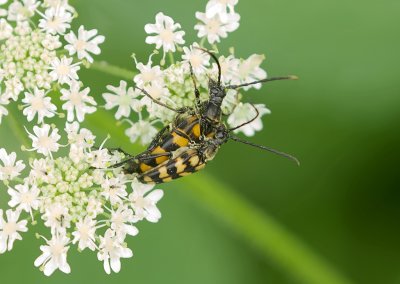 Vierbandsmalbok (Leptura quadrifasciata) - Longhorn Beetle