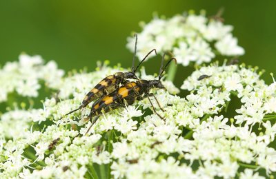 Vierbandsmalbok (Leptura quadrifasciata) - Longhorn Beetle