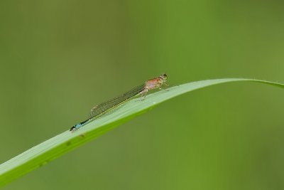 Lantaarntje (Ischnura elegans) - Blue-tailed damselfly
