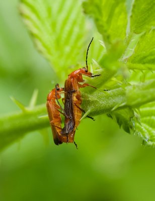 Kleine Rode Weekschildkever (Rhagonycha fulva) - Common Red Soldier Beetle