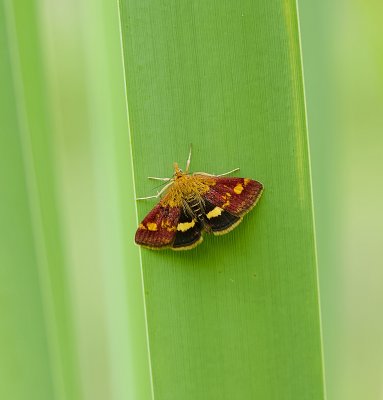 Muntvlindertje (Pyrausta aurata) - Mint Moth