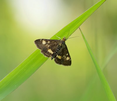 Muntvlindertje (Pyrausta aurata) - Mint Moth