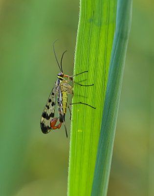 Schorpioenvlieg sp. (Panorpa sp.) - Scorpionfly sp.