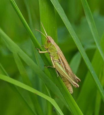 Kustsprinkhaan (Chorthippus albomarginatus) - Lesser Marsh Grasshopper