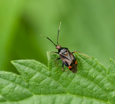 Rode halsbandwants (Deraeocoris ruber) - Mirid Bug