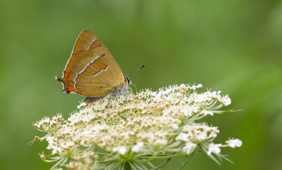 Sleedoornpage (Thecla betulae) - Brown Hairstreak