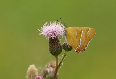 Sleedoornpage (Thecla betulae) - Brown Hairstreak