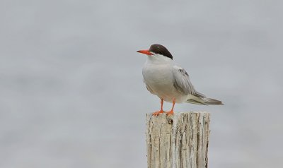 Visdief (Common Tern)