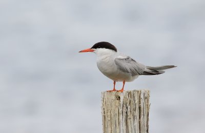 Visdief (Common Tern)