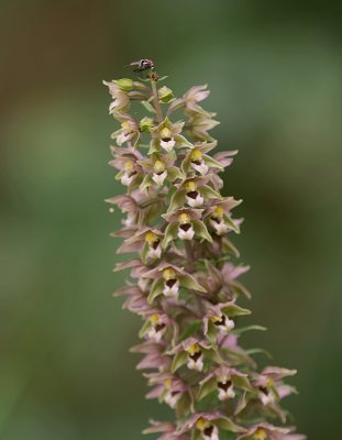 Brede Wespenorchis (Epipactis helleborine) - Broad-leaved Helleborine