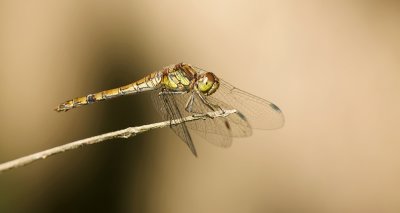 Bruinrode Heidelibel (Sympetrum striolatum) - Common darter