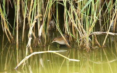 Kleinst Waterhoen (Baillon's Crake)