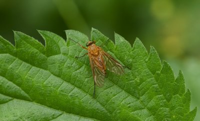 Gele Snipvlieg (Rhagio tringarius) - Marsh Snipefly