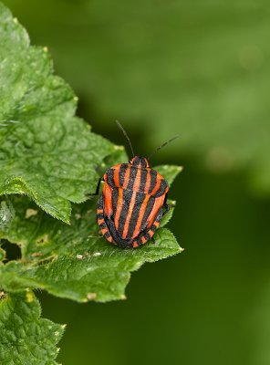 Pyjamaschildwants (Graphosoma italicum) - Striped Bug