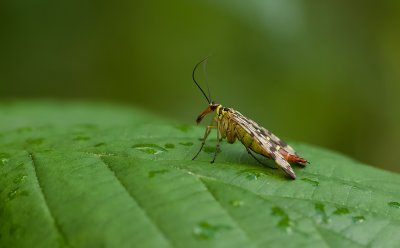 Weideschorpioenvlieg (Panorpa vulgaris) - Meadow scorpion fly