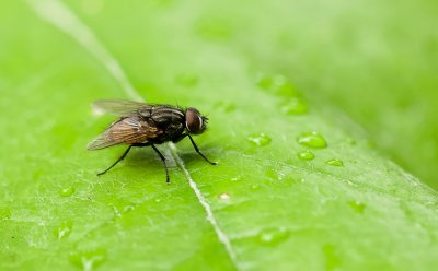 Herfstvlieg (Musca autumnalis) - Face Fly