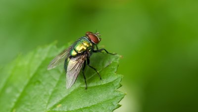 Groene Vleesvlieg (Lucilia sericata; syn.: Phaenicia sericata) - Common Green Bottle Fly 