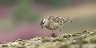 Morinelplevier (Eurasian Dotterel)