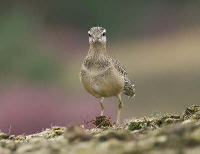 Morinelplevier (Eurasian Dotterel)