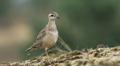 Morinelplevier (Eurasian Dotterel)