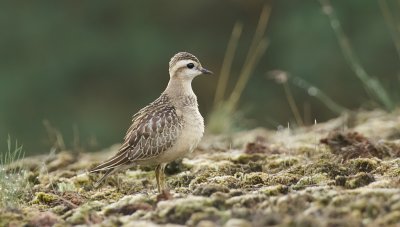 Morinelplevier (Eurasian Dotterel)