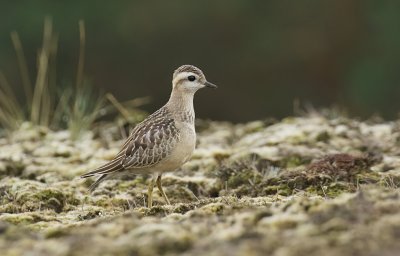 Morinelplevier (Eurasian Dotterel)