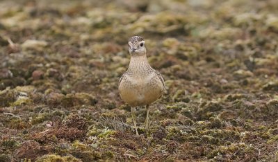 Morinelplevier (Eurasian Dotterel)