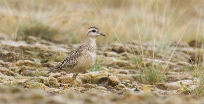 Morinelplevier (Eurasian Dotterel)