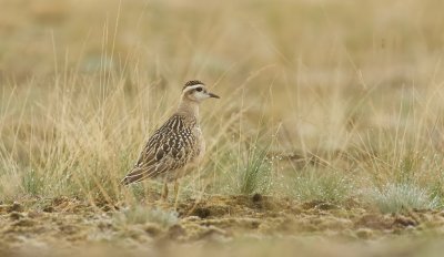 Morinelplevier (Eurasian Dotterel)