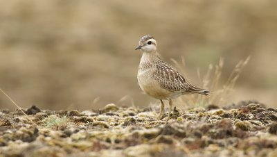 Morinelplevier (Eurasian Dotterel)