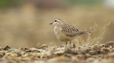 Morinelplevier (Eurasian Dotterel)